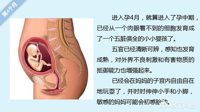 胎儿的发育过程:怀孕各周期胎儿发育是怎么样变化的？