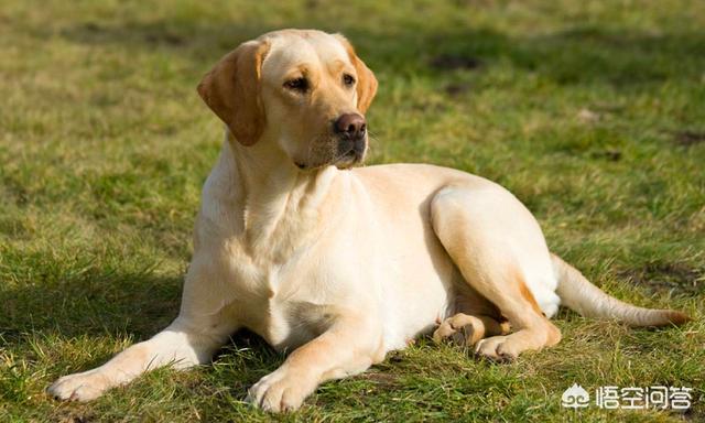 国产猛犬排行榜:目前有哪些狗狗比较流行？ 中国猛犬排行榜前十名