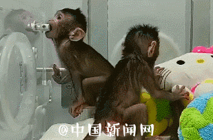克隆羊多莉事件说明了什么，克隆猴，中国成功了，这意味着什么