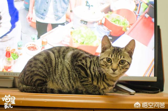 小野猫:卖猫的说，我捡的是个小野猫，是吗？