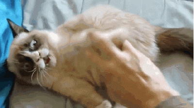 祥生牌癣螨净886:猫咪得了猫藓怎么办？会传染人吗？