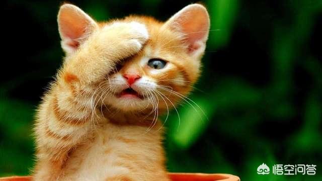 常州猫咪绝育多少钱:常州猫咪绝育要多少钱 母猫做绝育手术多少钱，多长时间能恢复？