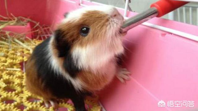 荷兰猪图片多少钱一只:想养殖荷兰猪该怎么办，成本高吗？