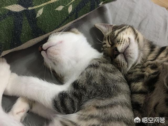 家猫品种哪种好看些:什么猫适合家养，要可爱，温顺不会抓家具的？