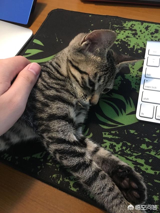 家猫品种哪种好看些:什么猫适合家养，要可爱，温顺不会抓家具的？