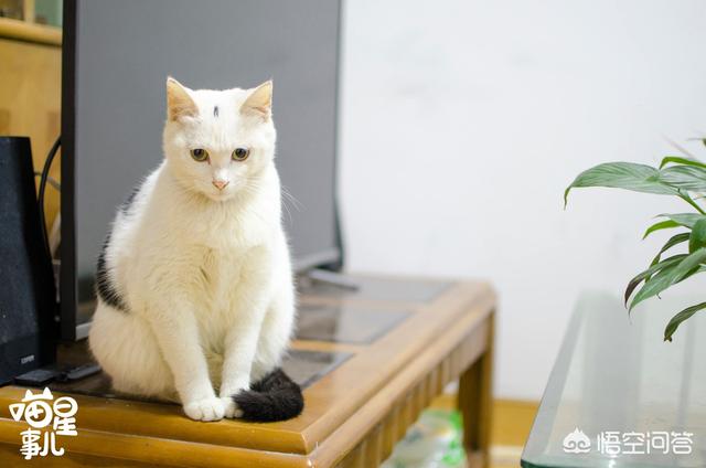 家猫品种哪种好看些:什么猫适合家养，要可爱，温顺不会抓家具的？