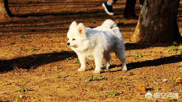 宠物地带狗狗在都市:上班族做不到天天遛狗，适合养什么犬种？