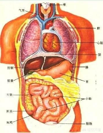 头条问答 内脏是简单的堆在肚子里吗 小二美食日记的回答 0赞