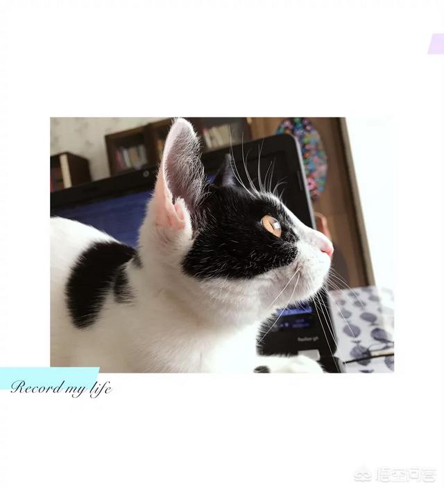 中华田园猫黑白猫性格:中华田园猫的性格真的不如名种猫好吗？建议饲养吗？ 中华田园猫黑白猫性格