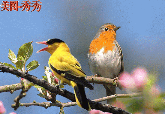 嫉妒羡慕恨:羡慕嫉妒恨、谣言、陷害等这些人性阴暗面，动物身上存在吗？