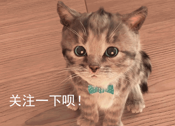 野猫八翻:上海垃圾分类，流浪猫会“绝迹”吗？