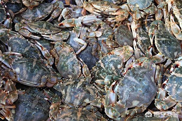 观赏蟹种类图片大全:蟹的种类与图片大全 海蟹有哪些品种，怎么区分？