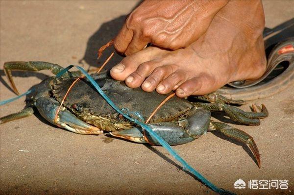 中国咸淡水螃蟹分类大全，海蟹有哪些品种，怎么区分