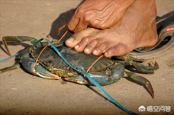 观赏蟹种类图片大全:蟹的种类与图片大全 海蟹有哪些品种，怎么区分？