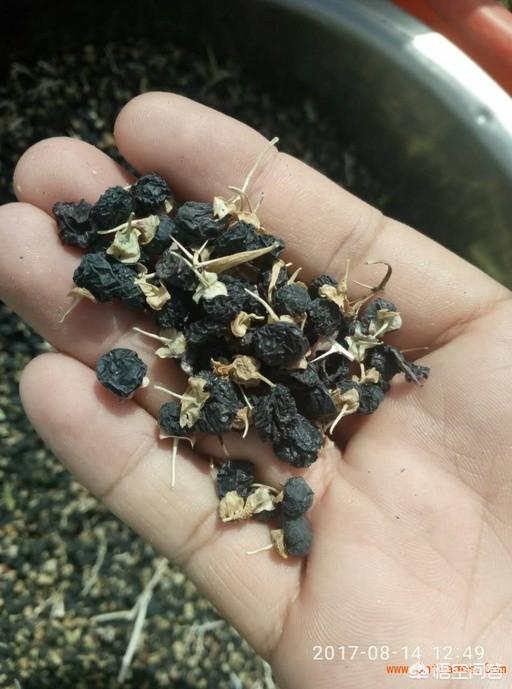 黑枸杞的种植，有了解黑枸杞人工种植的吗