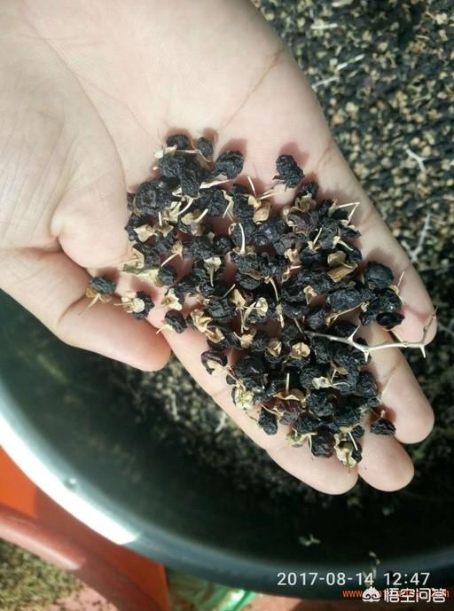 黑枸杞的种植，有了解黑枸杞人工种植的吗