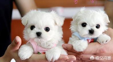 头条问答 为什么各种普通狗的体型变化差异很大 而各种猫的体型一般不会差太多 5个回答