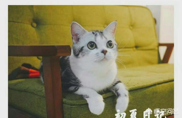 恋爱猫猫:有了猫还会想交男朋友/女朋友吗？