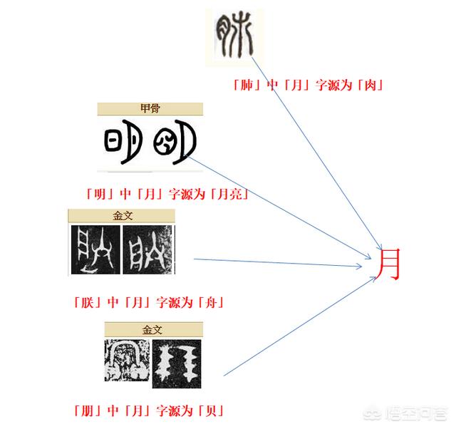 头条问答 为什么表达器官的汉字都与 月 有关 不健康的汉字多有 疒 这个部首 25个回答