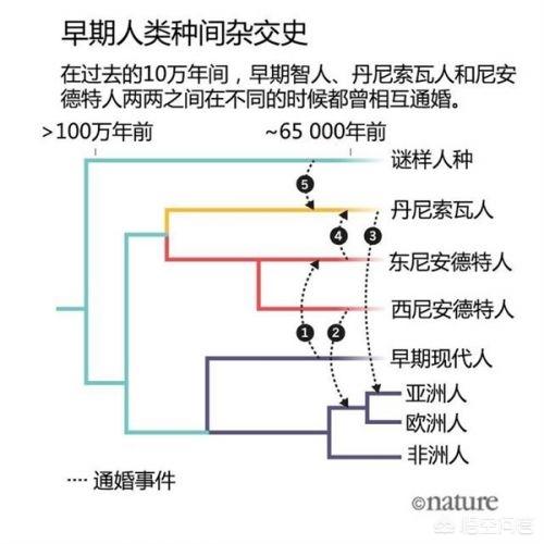 克罗斯河大猩猩仅200只:为什么其他动物有许多许多的品种，人类只有3种？