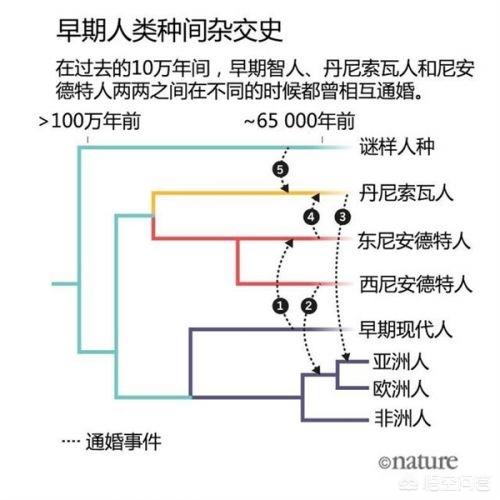 克罗斯河大猩猩仅200只:银背大猩猩那么厉害，地球上就没有可以干过它的吗？狮子老虎呢？