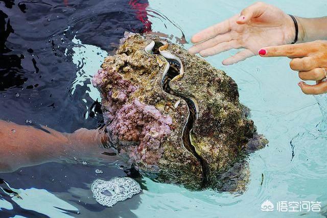 玉带活了是什么样子的,人生百态，你活成了什么样子？