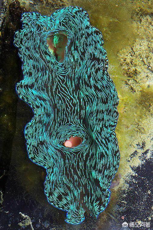 玉活了是什么样子的,砗磲活着的时候是什么样的？