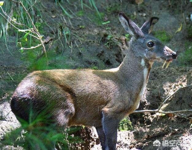 旋齿鲨价格及图片:地球上一任霸主是恐龙，那第一任霸主是谁？