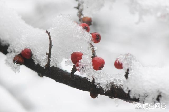 为什么雪梅让人看着心情特别好呢？