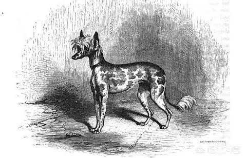 冠毛犬这么丑，为什么还会有人养？