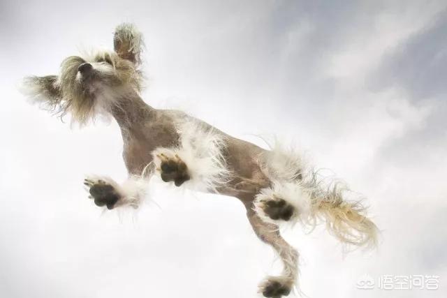 冠毛犬这么丑，为什么还会有人养？