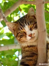 天津收养流浪猫:收养一只已经成年的流浪猫，需要做什么准备？