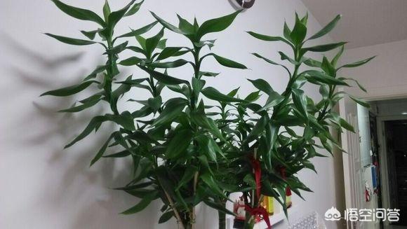 橡皮树图片:你知道有哪些养不死的盆栽吗？