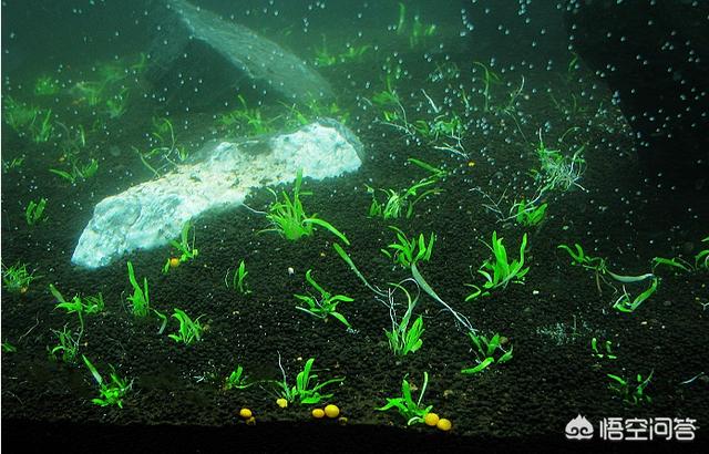 水草 竹节草:鱼缸里种什么种类的水草最容易打理? ？