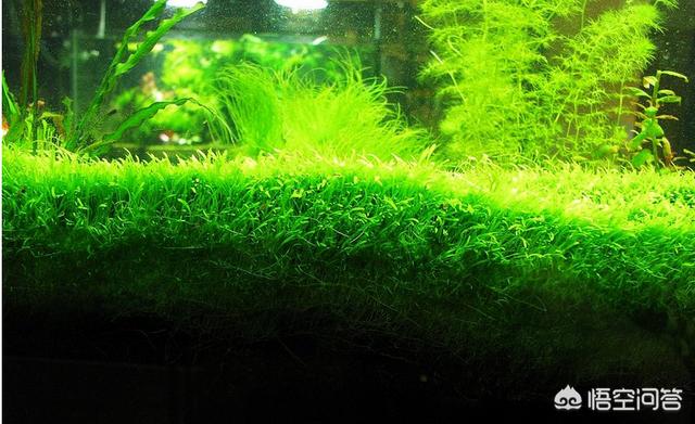 水草 竹节草:鱼缸里种什么种类的水草最容易打理? ？