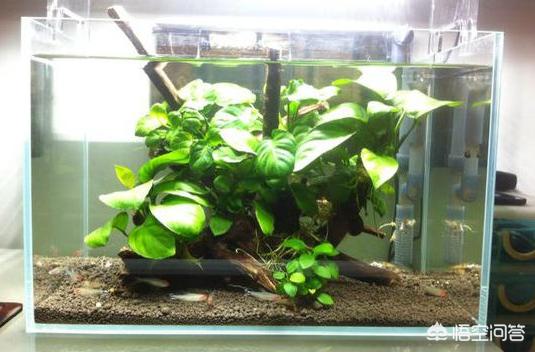 水草 竹节草:鱼缸里种什么种类的水草最容易打理? ？