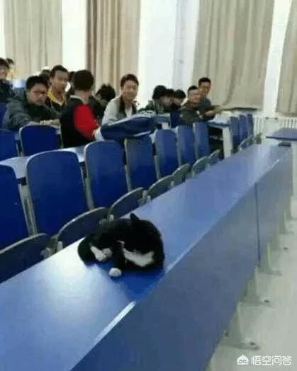 大学自习室2只贪睡母女猫走红:最近哪所高校的猫咪成了网红？