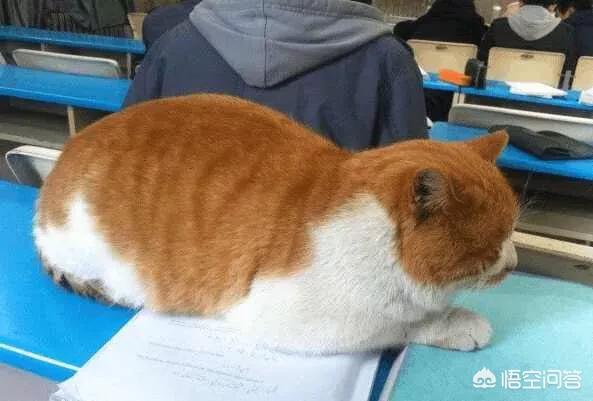 大学自习室2只贪睡母女猫走红:最近哪所高校的猫咪成了网红？