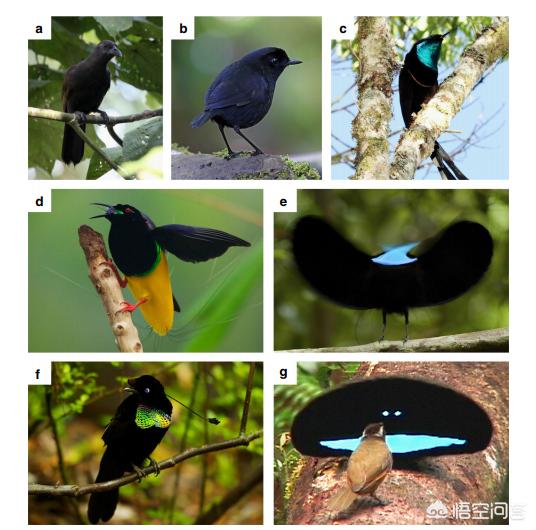 极乐鸟:极乐鸟的黑色羽毛有什么特别之处？