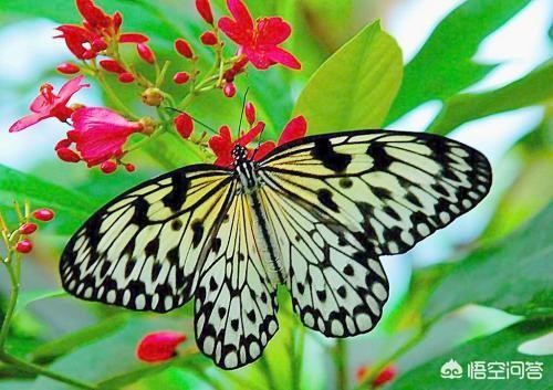 头条问答 在无脊椎动物中 昆虫属于哪一类动物 生科小白的回答 0赞