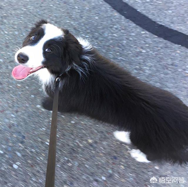 边境牧羊犬的性格:边牧的智商可以高到什么程度？