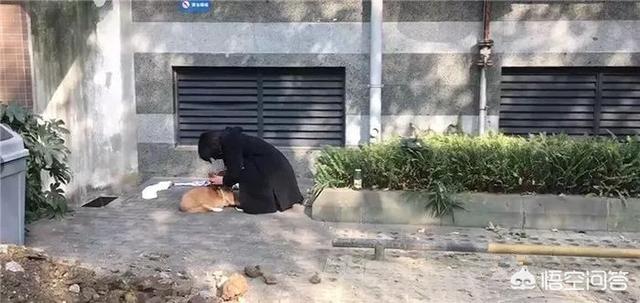 教师卖房养流浪狗感动网友:如何看待据传四川师老师摔死捡到的狗一事？