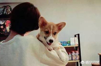 摔狗:路上开车撞到狗了，怎么办？