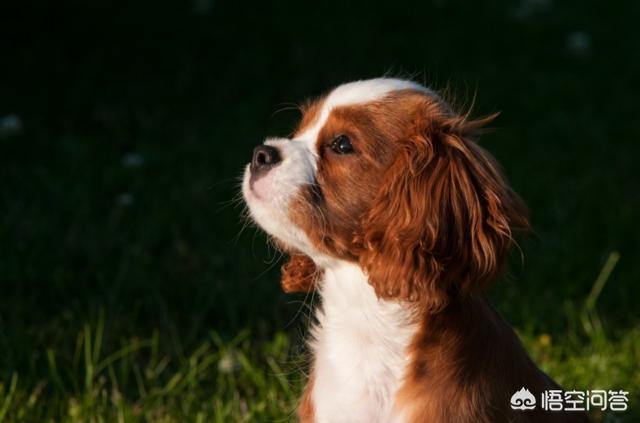 有狂犬病症状还有救吗:狂犬病现在的医学真的无药可医吗？