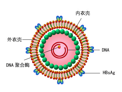 什么是乙肝两对半（什么是乙肝病毒携带者）