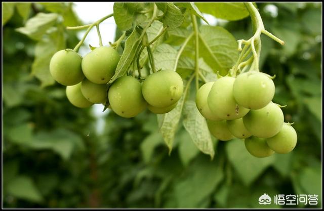 头条问答 - 土豆茎上结番茄样绿色小果子常见吗?
