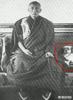 西施狗图片:听说西藏有种袖狗，现在还有吗？长什么样？