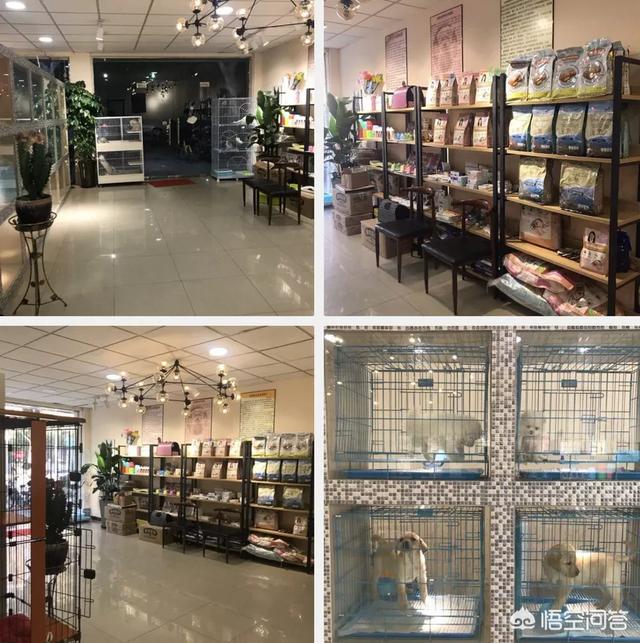 上海兔子宠物店杨浦:上海市区内有推荐靠谱的宠物店吗？ 兔子宠物店在哪里