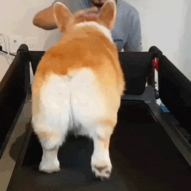 英国皇室犬柯基价格:为什么有人说养狗要养柯基犬？