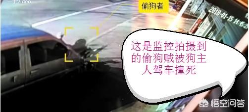 偷狗贼被村民虐打致死:主人抓车窗阻止偷狗贼，被拖行救治无效死亡，应该怎么判？